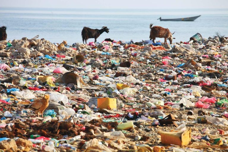 How Plastic Waste Is Harming Global Ecosystems