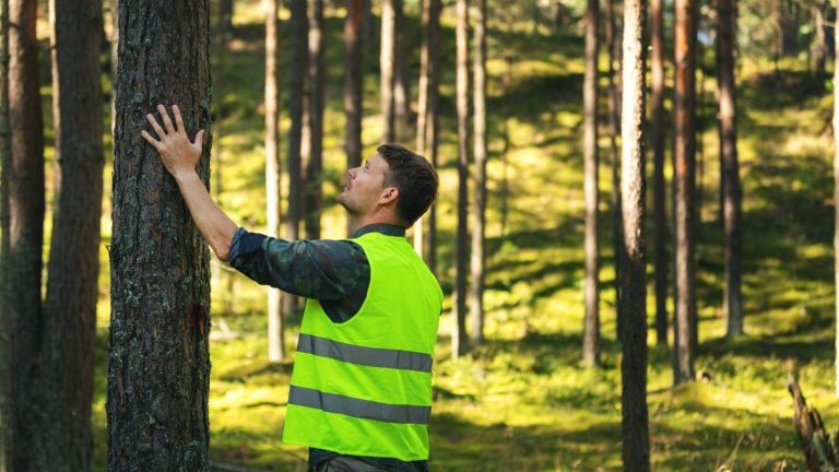 Sustainable Forest Management Emerges as Priority