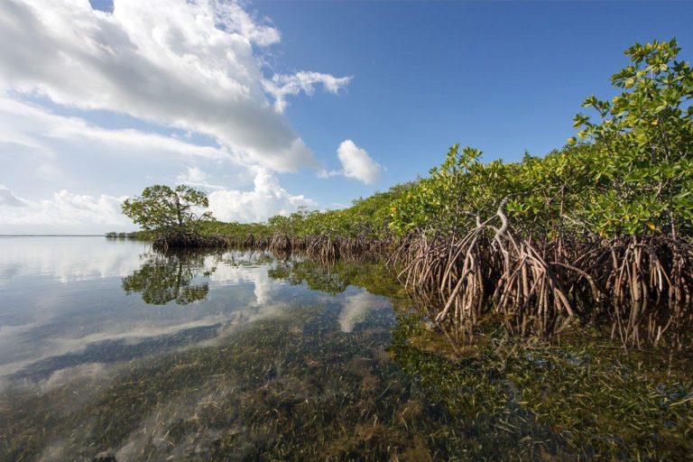 Why Wetlands Matter in Global Climate Regulation