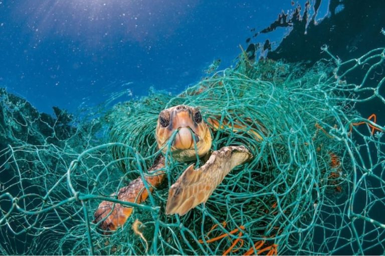 Ocean Pollution’s Impact on Marine Life, Humans