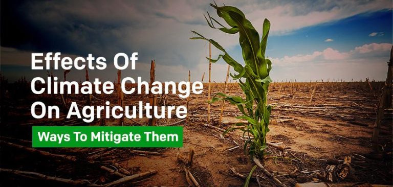 How Sustainable Agriculture Fights Climate Change