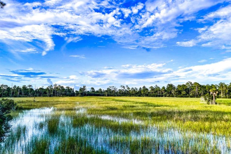 Wetlands Play a Crucial Role in Climate Regulation