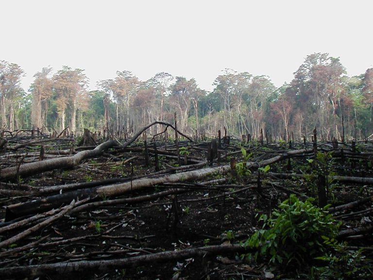 Deforestation’s Role in Driving Global Warming